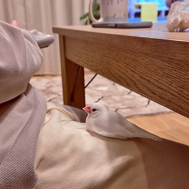 otokiさんの実例写真