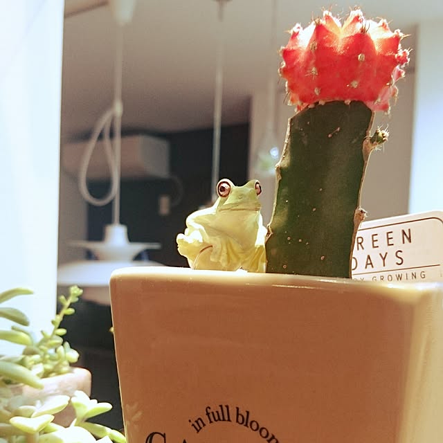 Mariさんの実例写真