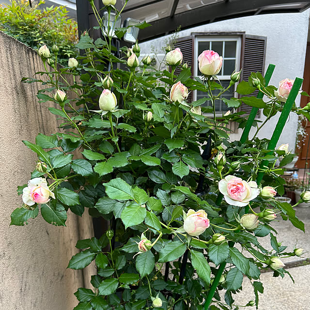 fumikoiさんの部屋