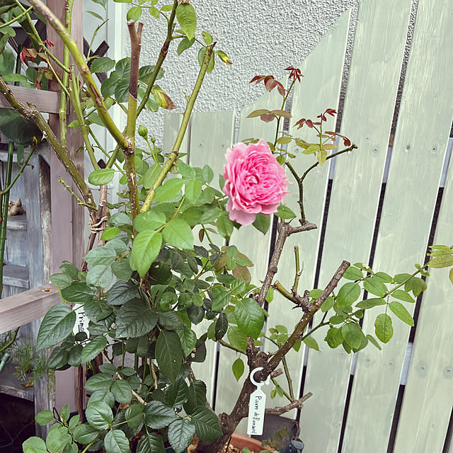 seiseiさんの部屋