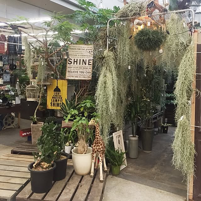maiikkooさんの実例写真