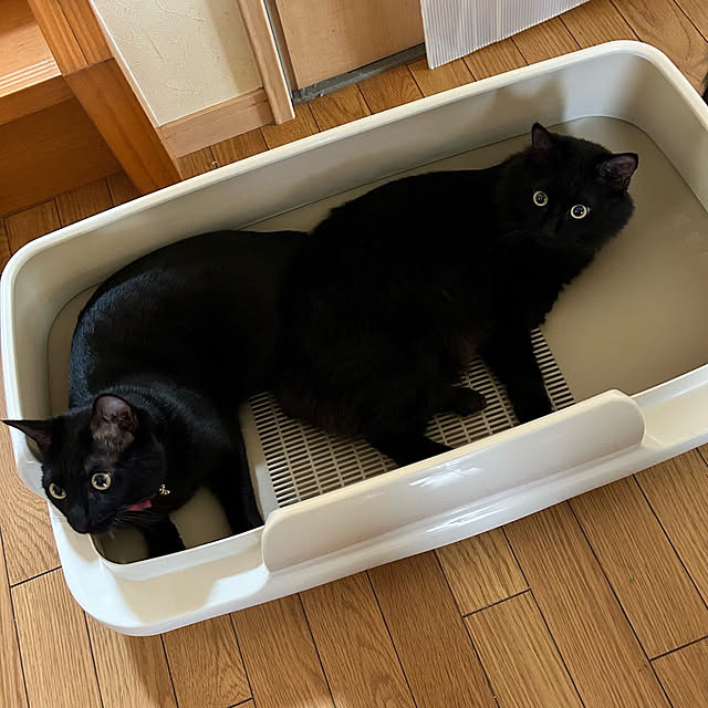 prelumoさんの実例写真