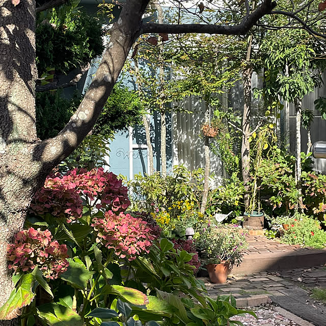 nobikoさんの部屋