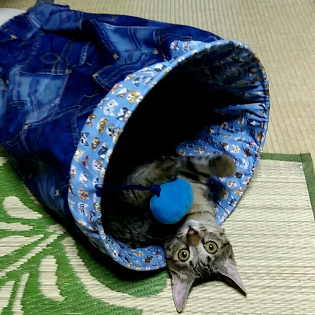 tantomeenさんの実例写真