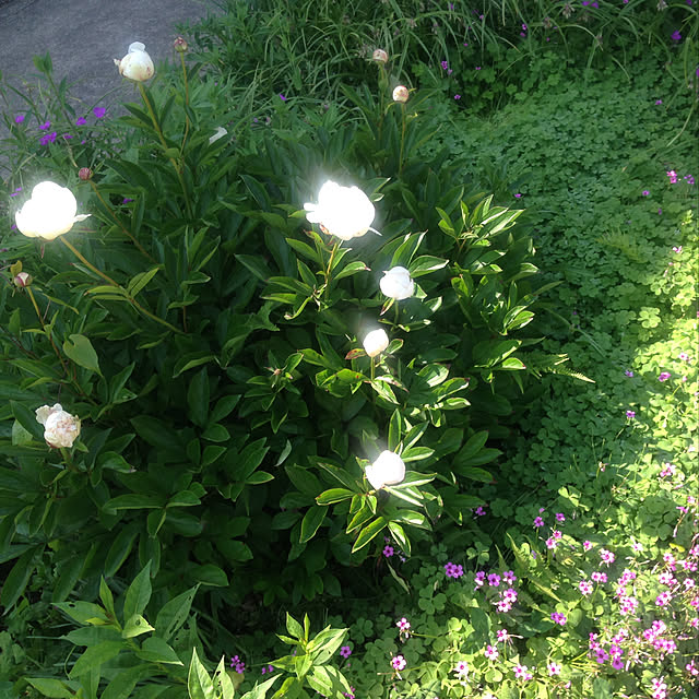 aoinokimiさんの実例写真