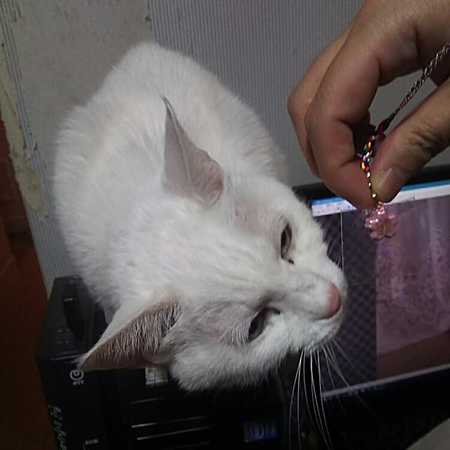 sakuraさんの実例写真