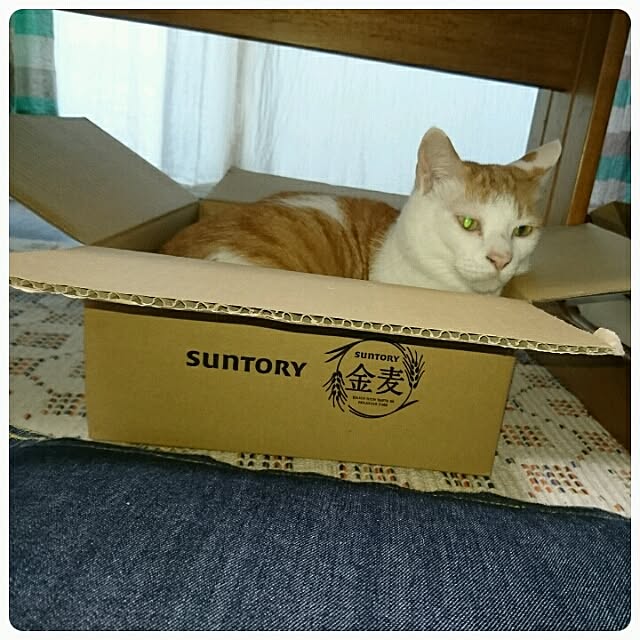 porinさんの実例写真