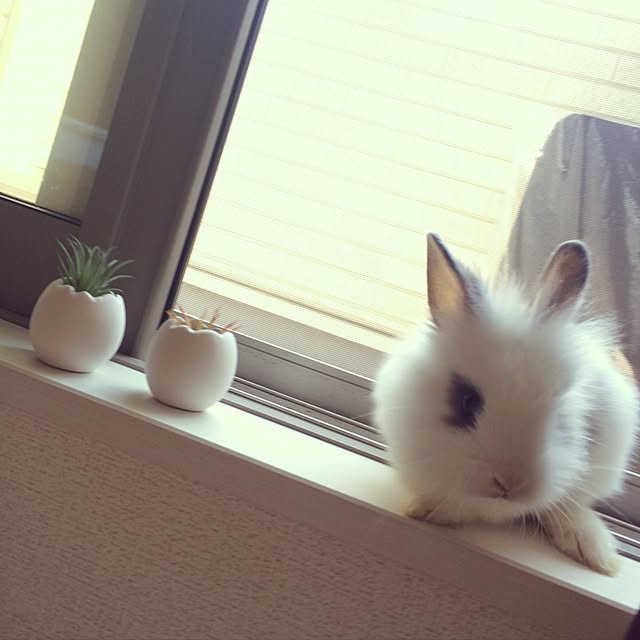 imuranさんの実例写真