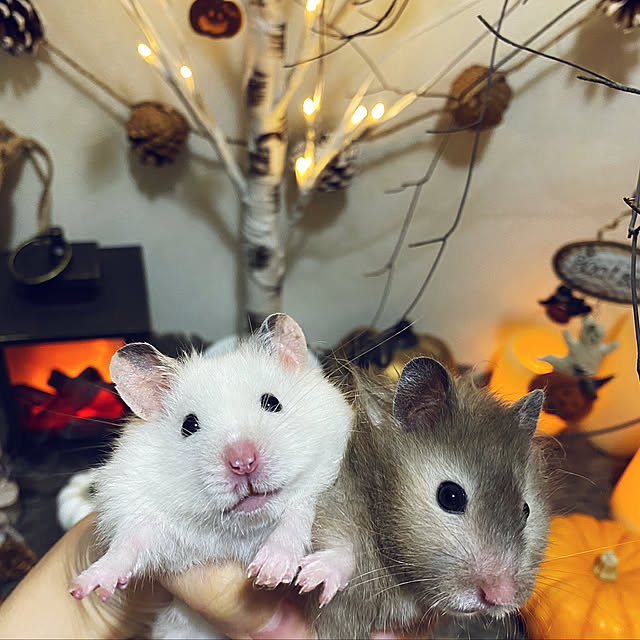 emiさんの実例写真