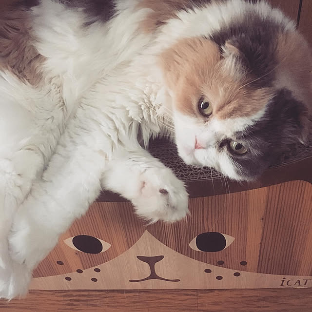 Kaorinさんの実例写真