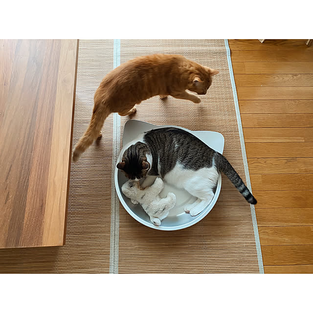 ttoさんの実例写真