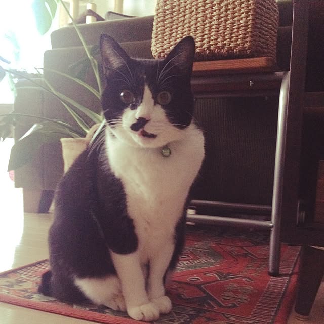 mikasakuさんの実例写真