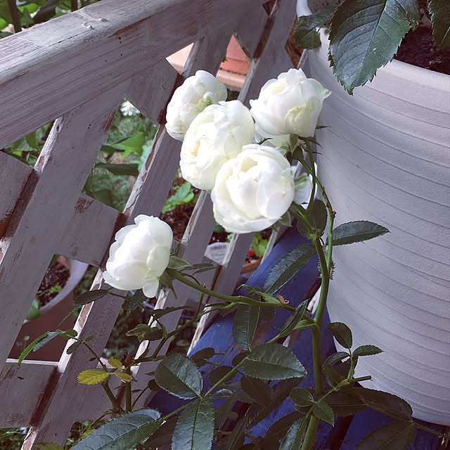 机/ミニ薔薇/机ではありません。/手作りの庭/薔薇が好き...などのインテリア実例 - 2017-06-10 07:15:18
