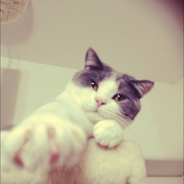 sweetchocochanさんの実例写真