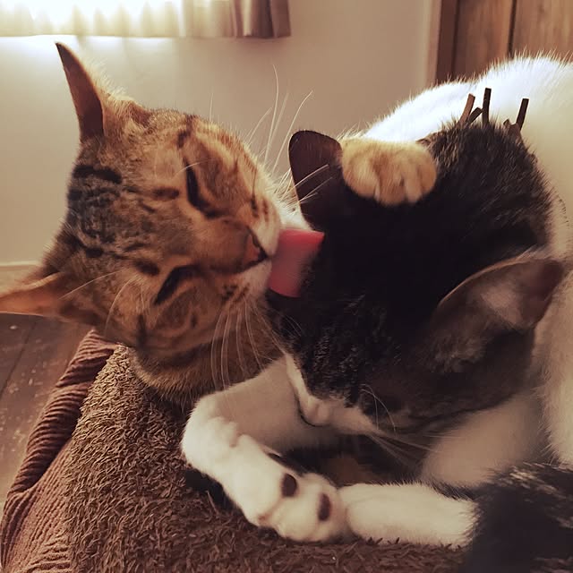 picakoさんの実例写真
