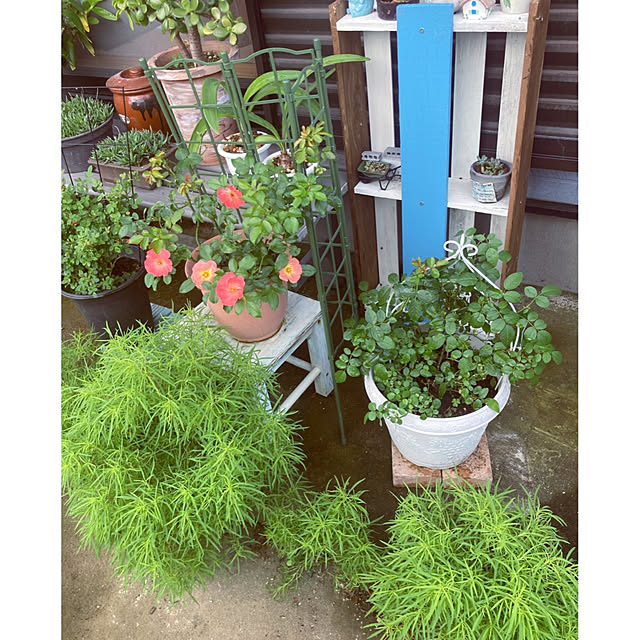 CoCo0617さんの部屋