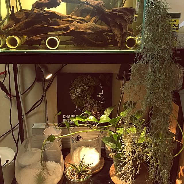 机/多肉植物/フェイクグリーン/観葉植物/流木ディスプレイ...などのインテリア実例 - 2017-05-12 22:46:08