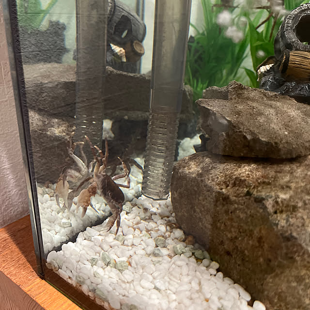 Attaさんの部屋