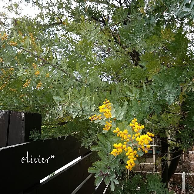olivierさんの実例写真