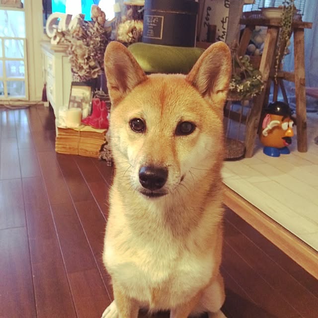 umeさんの実例写真