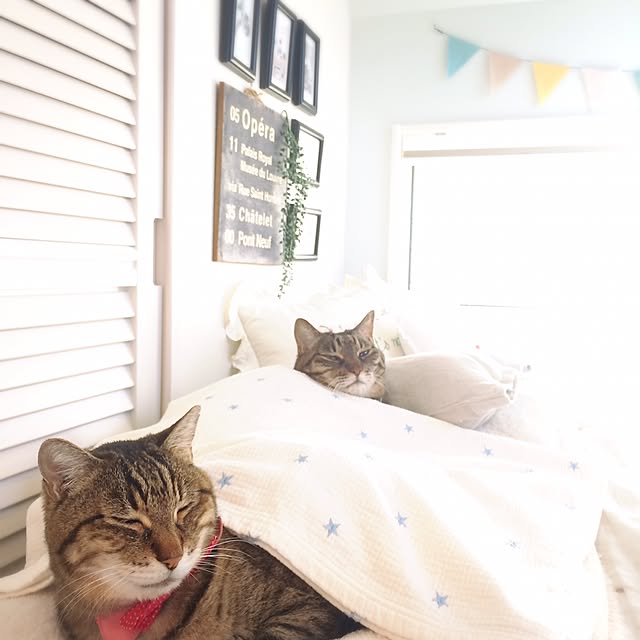 lovecatさんの実例写真