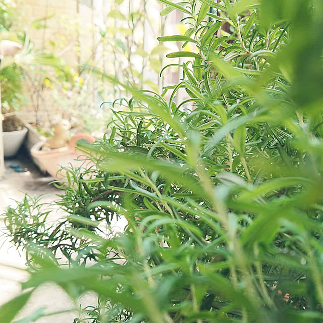 soracoさんの実例写真