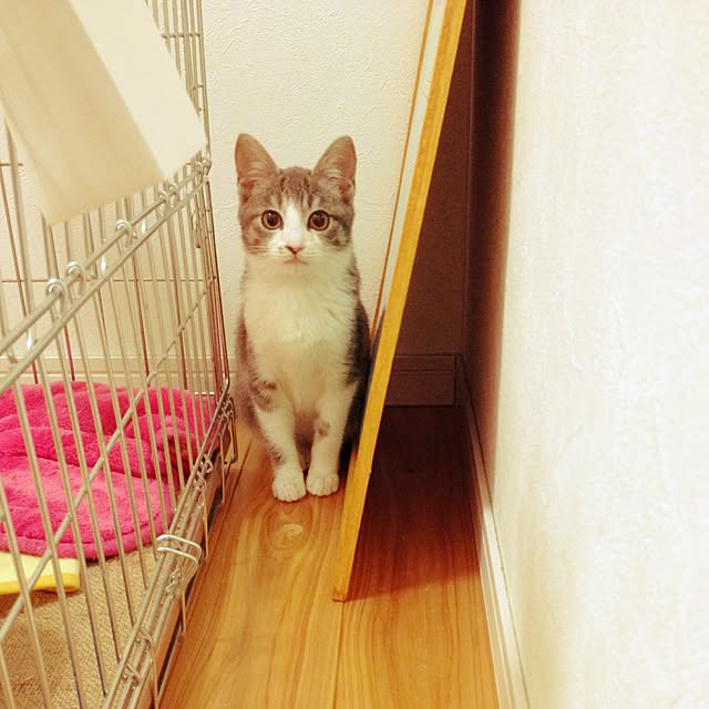 chiimalさんの実例写真