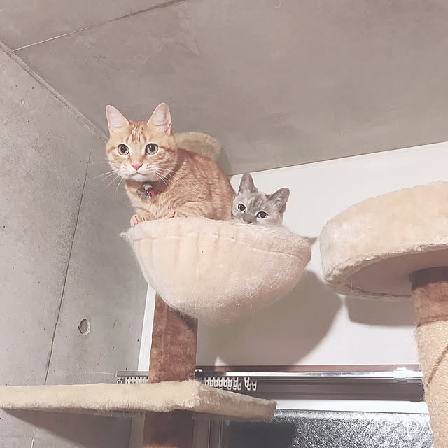 Hotateさんの実例写真