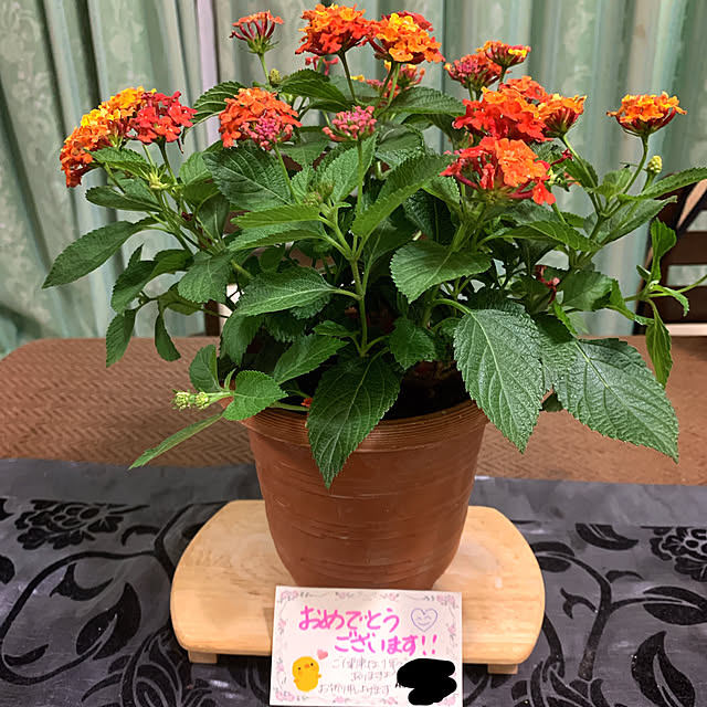 eshinobumさんの実例写真