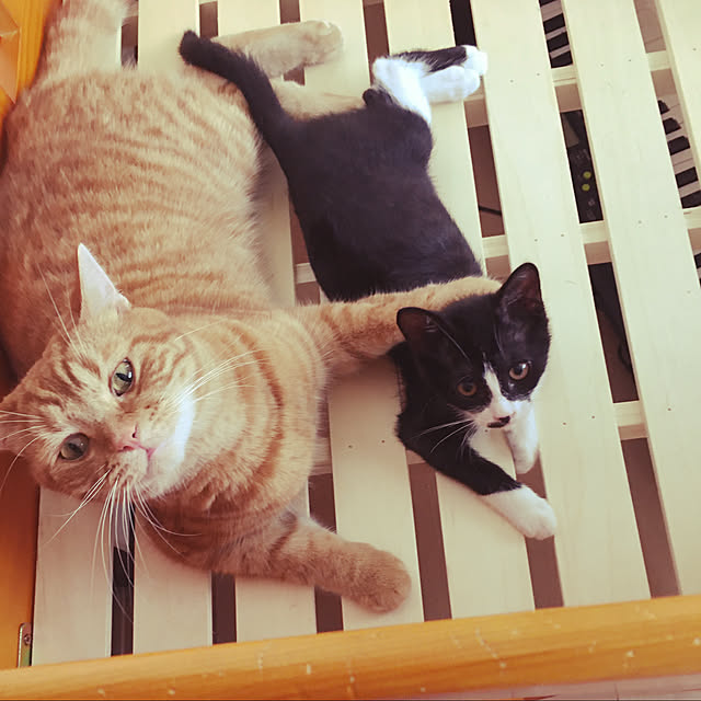 nekoさんの実例写真