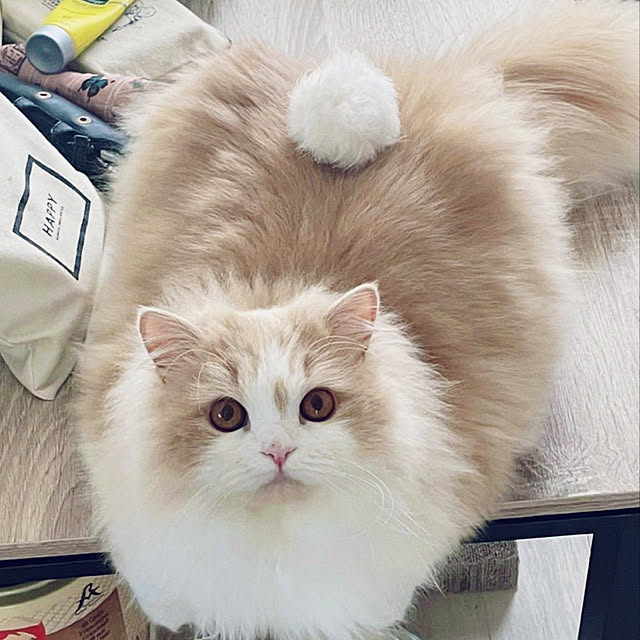 yuuchoさんの実例写真