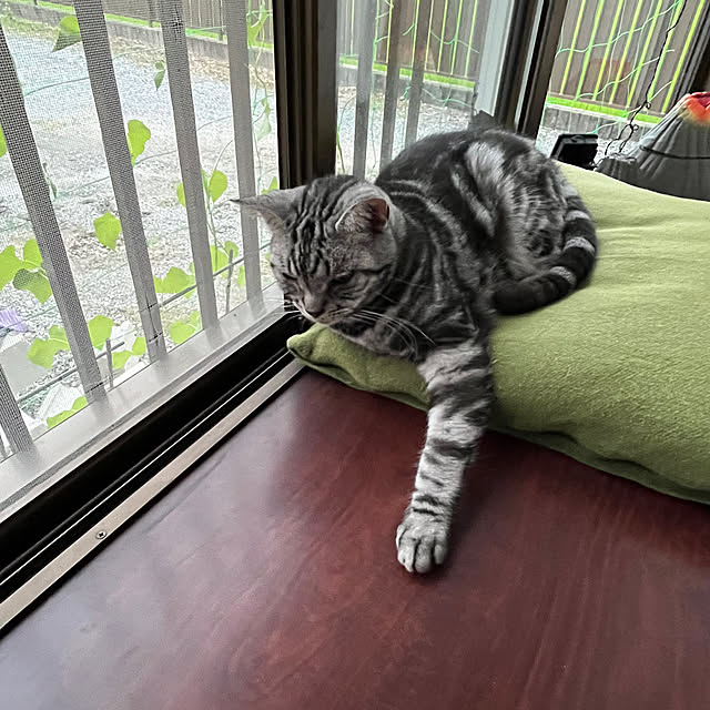 zabonzabonさんの実例写真