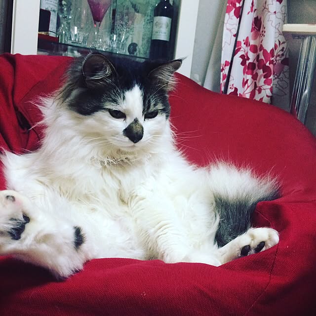 mikaさんの実例写真