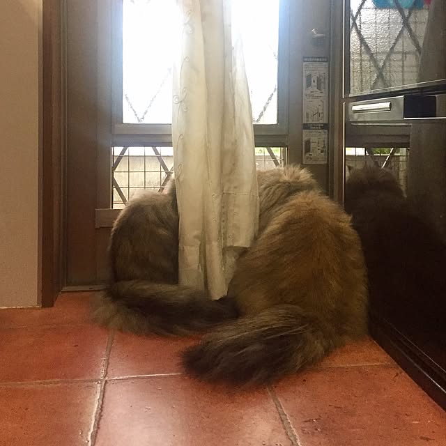butachanさんの実例写真