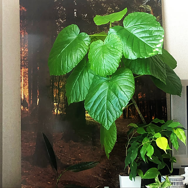 charさんの実例写真