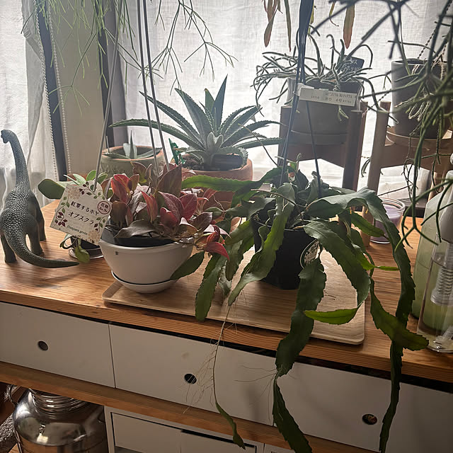 greycatsさんの部屋