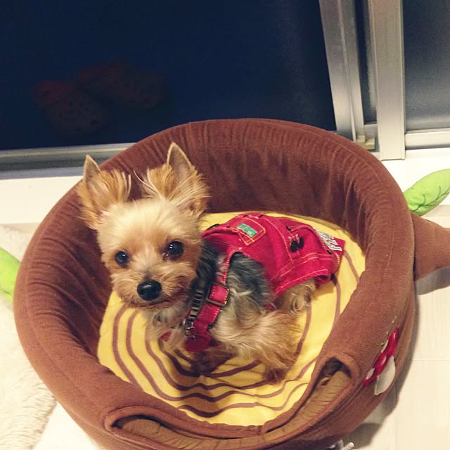 yuchinさんの実例写真