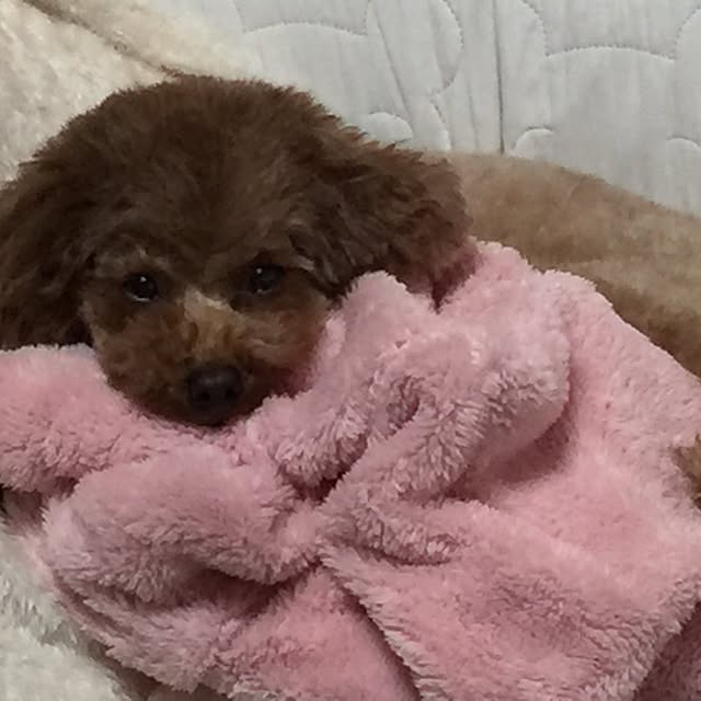 momonaさんの実例写真