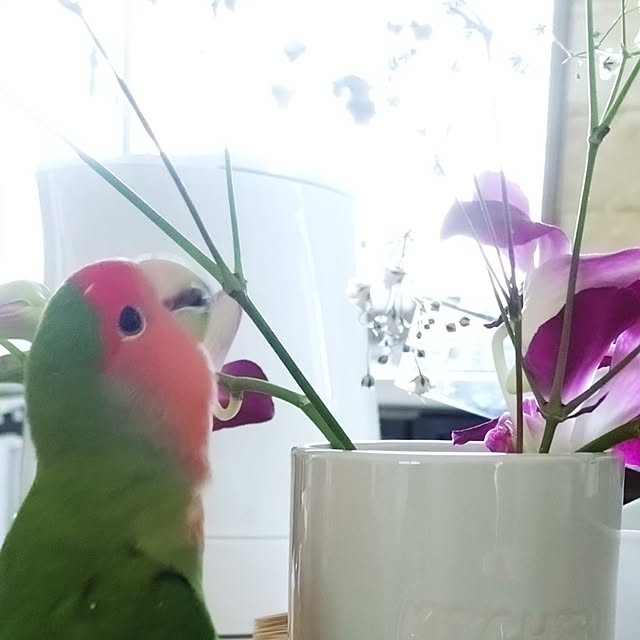 toratanさんの実例写真