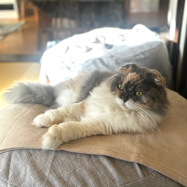 greycatsさんの部屋