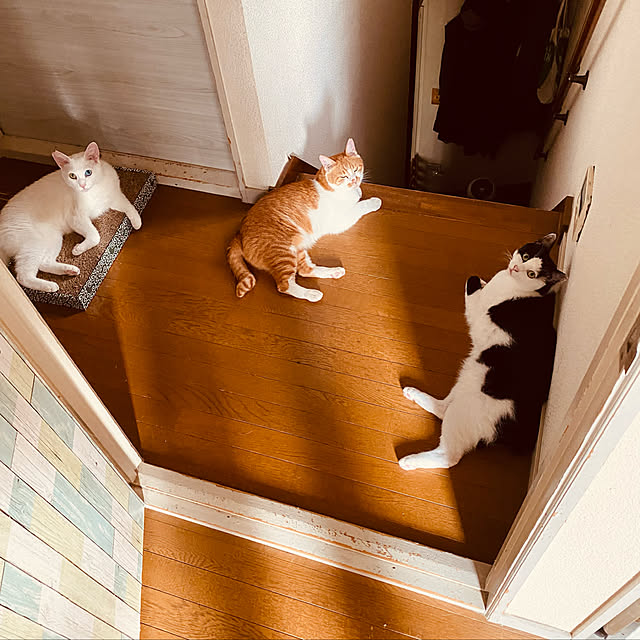 SHIHOさんの実例写真