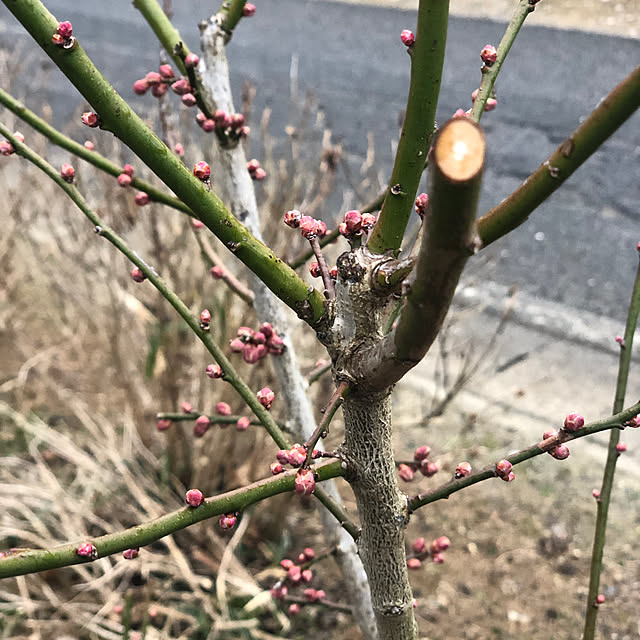 sakakenさんの実例写真