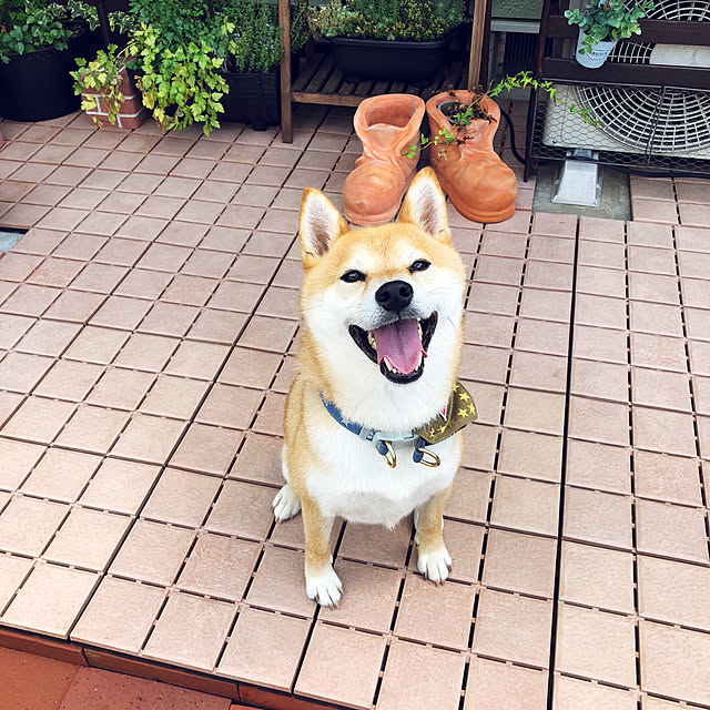 ronmaruさんの実例写真
