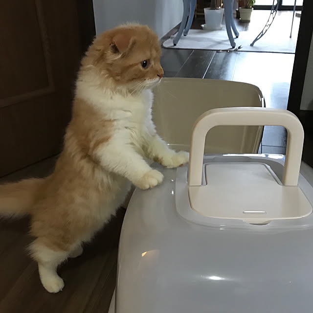 m.kantoh18_mikkoさんの実例写真