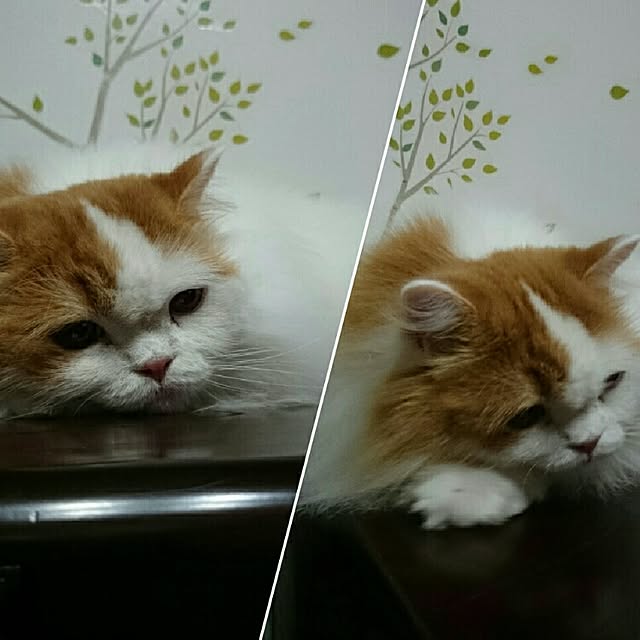 1ldksさんの実例写真