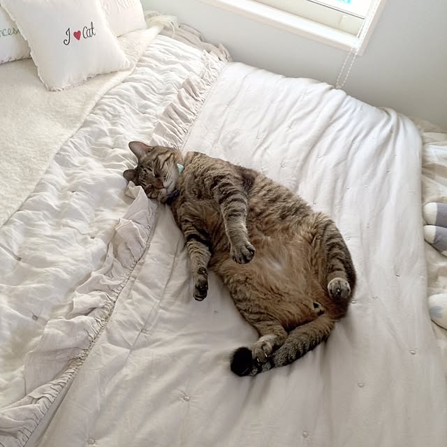 lovecatさんの実例写真