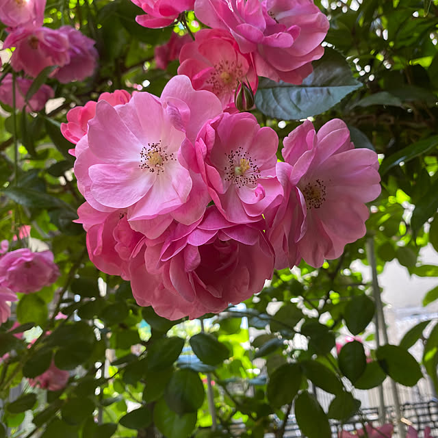 RoseLife5818さんの実例写真