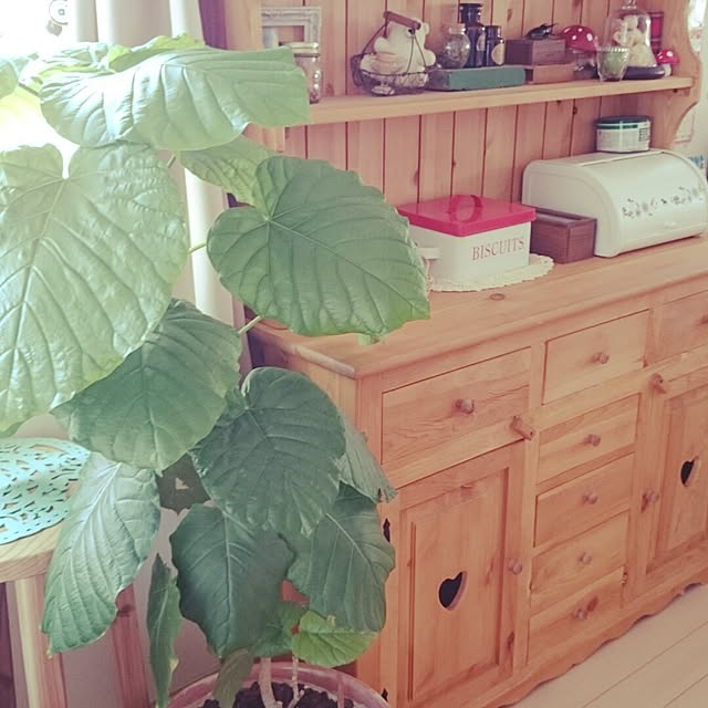 cloverさんの実例写真