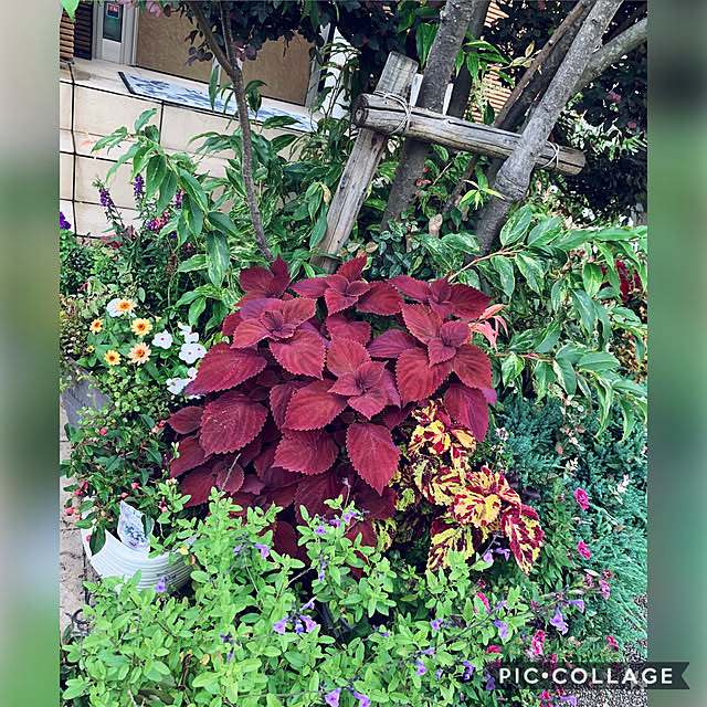 yukarin-gardenさんの実例写真