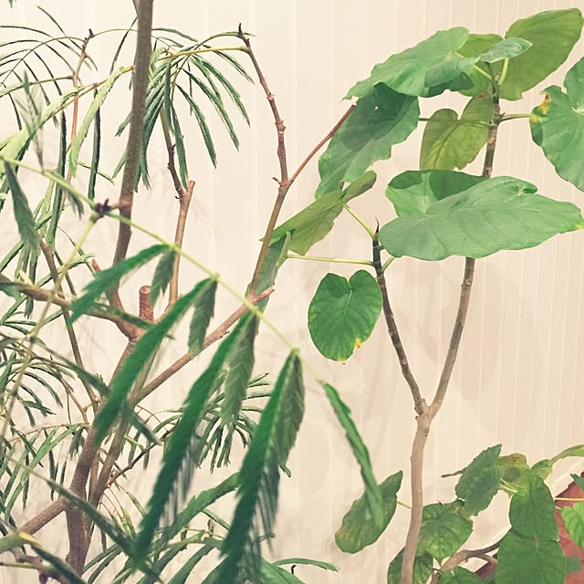 tkさんの実例写真